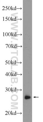 RAB3D Antibody in Western Blot (WB)