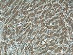 RAB3IP/Rabin8 Antibody in Immunohistochemistry (Paraffin) (IHC (P))