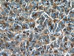 Syntaxin 7 Antibody in Immunohistochemistry (Paraffin) (IHC (P))