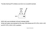 Syntaxin 7 Antibody in Western Blot (WB)