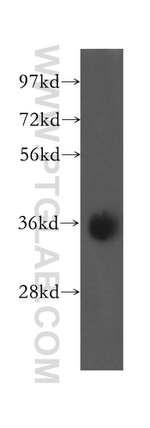 Syntaxin 7 Antibody in Western Blot (WB)