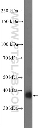 Syntaxin 7 Antibody in Western Blot (WB)