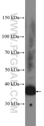 Syntaxin 7 Antibody in Western Blot (WB)