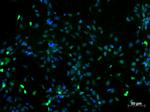 PAX6 Antibody in Immunocytochemistry (ICC/IF)