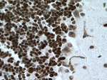 PAX6 Antibody in Immunohistochemistry (Paraffin) (IHC (P))