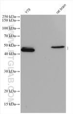 PAX6 Antibody in Western Blot (WB)