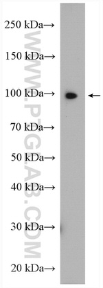 SCYL2 Antibody in Western Blot (WB)