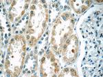 TWSG1 Antibody in Immunohistochemistry (Paraffin) (IHC (P))