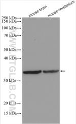 TWSG1 Antibody in Western Blot (WB)