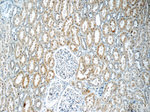 TWSG1 Antibody in Immunohistochemistry (Paraffin) (IHC (P))