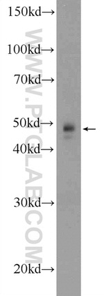 TWSG1 Antibody in Western Blot (WB)