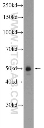 TWSG1 Antibody in Western Blot (WB)