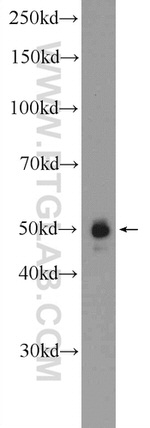 TWSG1 Antibody in Western Blot (WB)