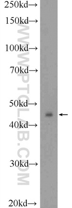 TWSG1 Antibody in Western Blot (WB)