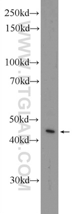 TWSG1 Antibody in Western Blot (WB)