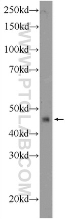 TWSG1 Antibody in Western Blot (WB)