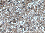 NUP98-NUP96 Antibody in Immunohistochemistry (Paraffin) (IHC (P))