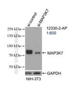 TAK1 Antibody in Western Blot (WB)