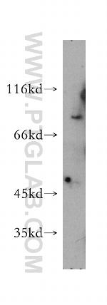 ASH2L Antibody in Western Blot (WB)