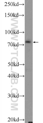 ASH2L Antibody in Western Blot (WB)