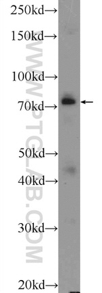 ASH2L Antibody in Western Blot (WB)