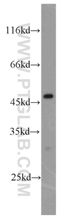 IDH1 Antibody in Western Blot (WB)