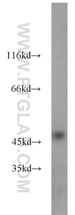 IDH1 Antibody in Western Blot (WB)