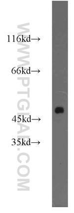 IDH1 Antibody in Western Blot (WB)