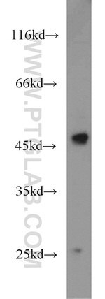 IDH1 Antibody in Western Blot (WB)