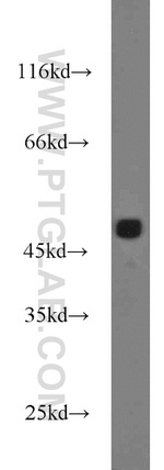 IDH1 Antibody in Western Blot (WB)