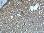 SDPR Antibody in Immunohistochemistry (Paraffin) (IHC (P))