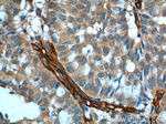 SDPR Antibody in Immunohistochemistry (Paraffin) (IHC (P))