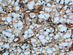 SDPR Antibody in Immunohistochemistry (Paraffin) (IHC (P))