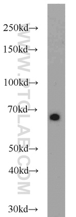 SDPR Antibody in Western Blot (WB)