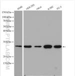 PSMD10 Antibody in Western Blot (WB)