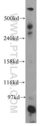 DYNC1H1 Antibody in Western Blot (WB)