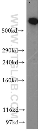 DYNC1H1 Antibody in Western Blot (WB)