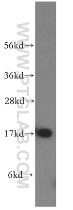 MAGOH Antibody in Western Blot (WB)