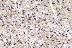 FABP5 Antibody in Immunohistochemistry (Paraffin) (IHC (P))