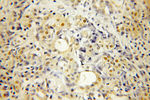 CABYR Antibody in Immunohistochemistry (Paraffin) (IHC (P))