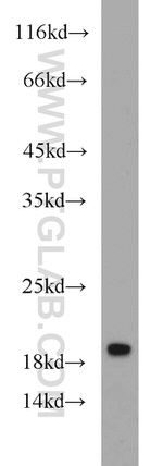 GILZ Antibody in Western Blot (WB)