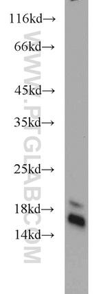 GILZ Antibody in Western Blot (WB)