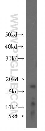 GILZ Antibody in Western Blot (WB)