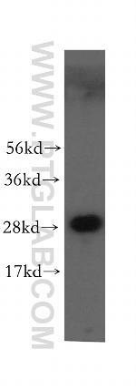 VTI1A Antibody in Western Blot (WB)