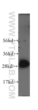 VTI1A Antibody in Western Blot (WB)