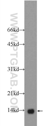 NDUFB3 Antibody in Western Blot (WB)