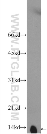 NDUFB3 Antibody in Western Blot (WB)