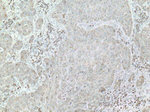 DNAJC1 Antibody in Immunohistochemistry (Paraffin) (IHC (P))