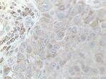 DNAJC1 Antibody in Immunohistochemistry (Paraffin) (IHC (P))