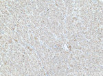 DNAJC1 Antibody in Immunohistochemistry (Paraffin) (IHC (P))